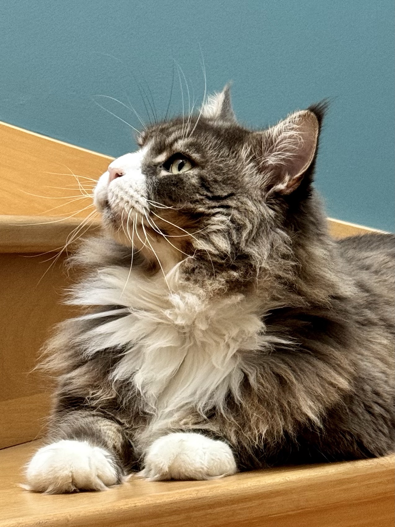 1- Simba, mon grand compagnon a quatre pattes