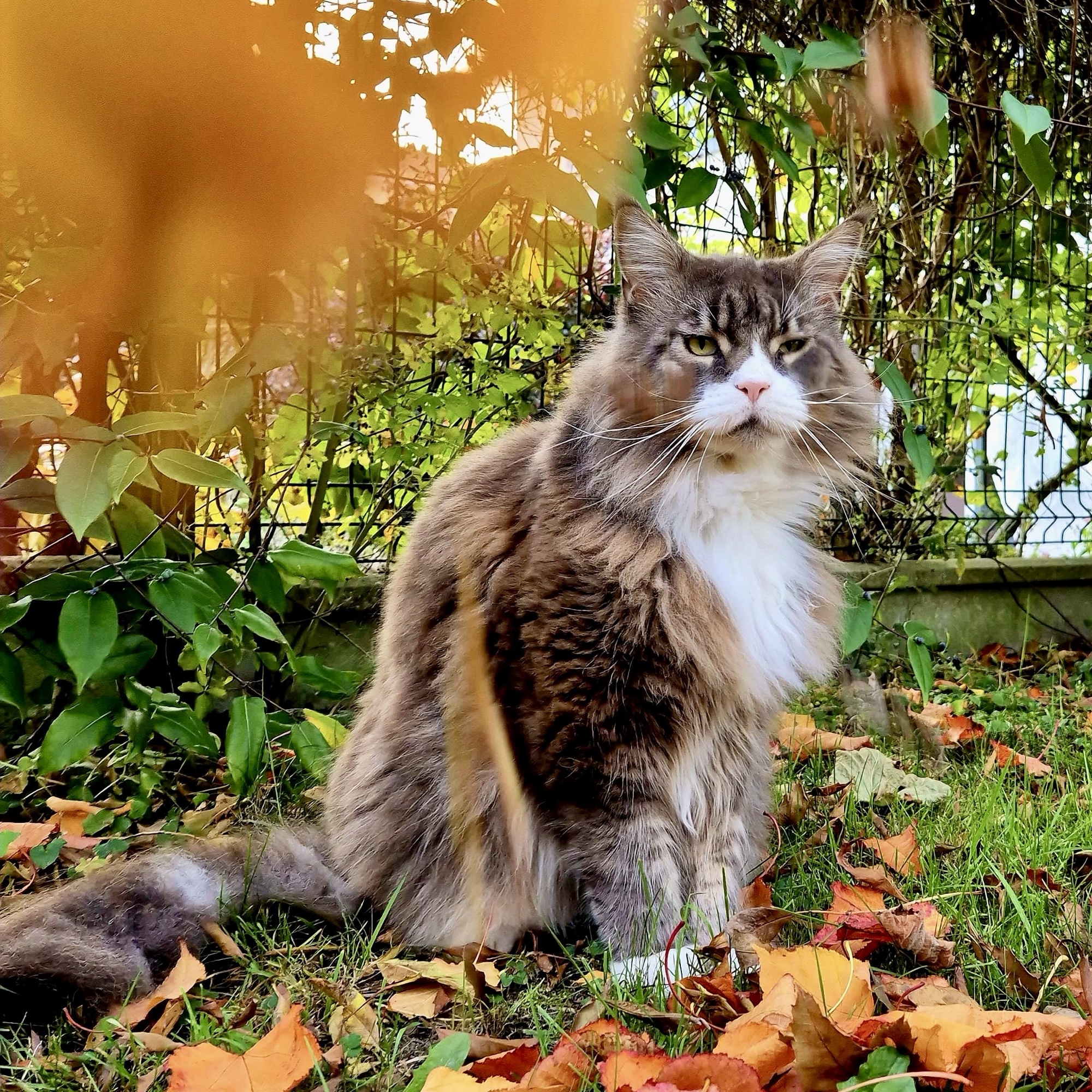 2- Simba, mon compagnon à plusieurs vies