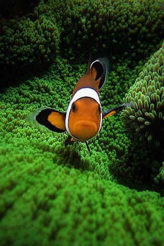 Ma passion pour l’aquariologie marine