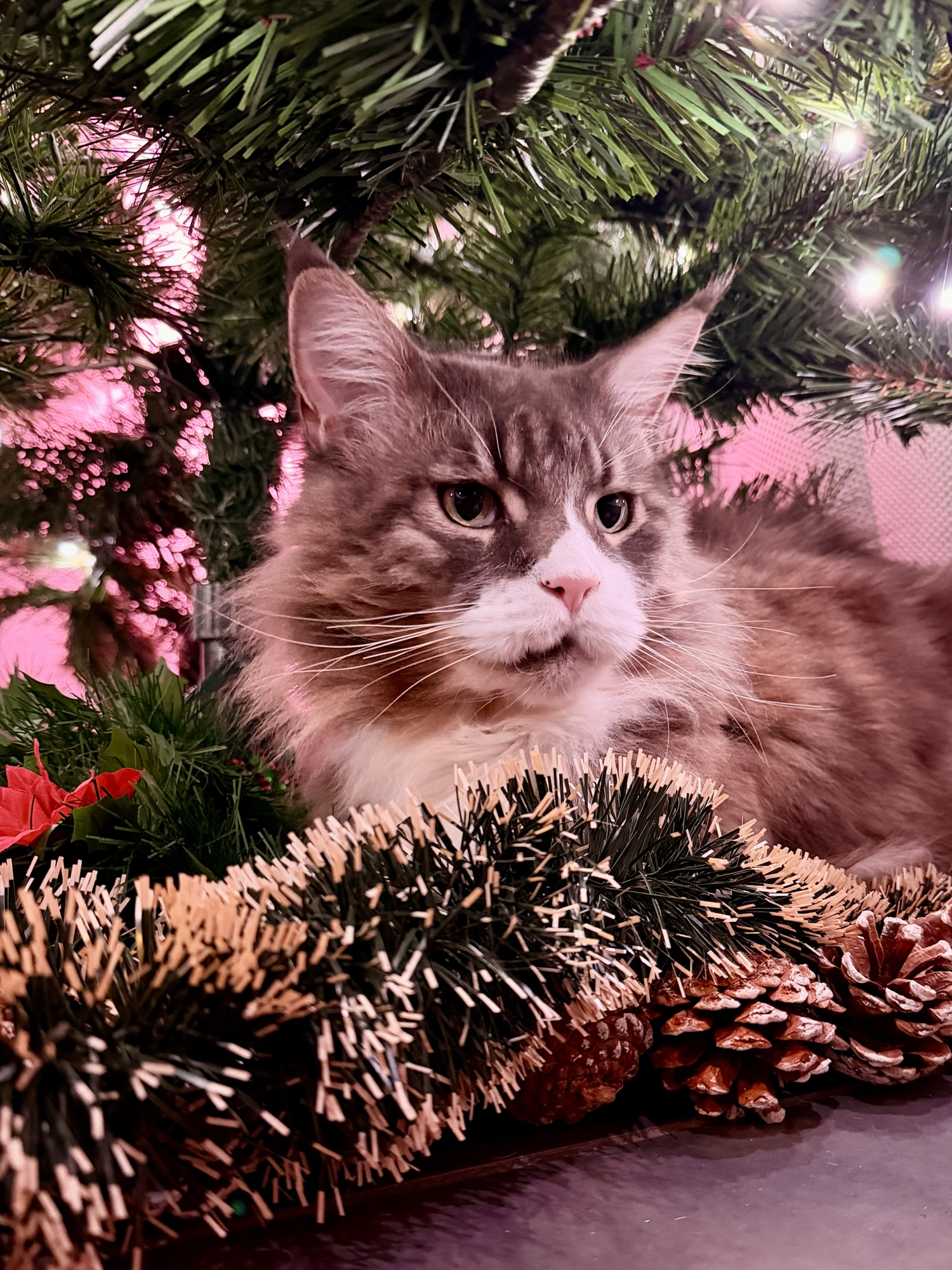 Simba, maître du sapin