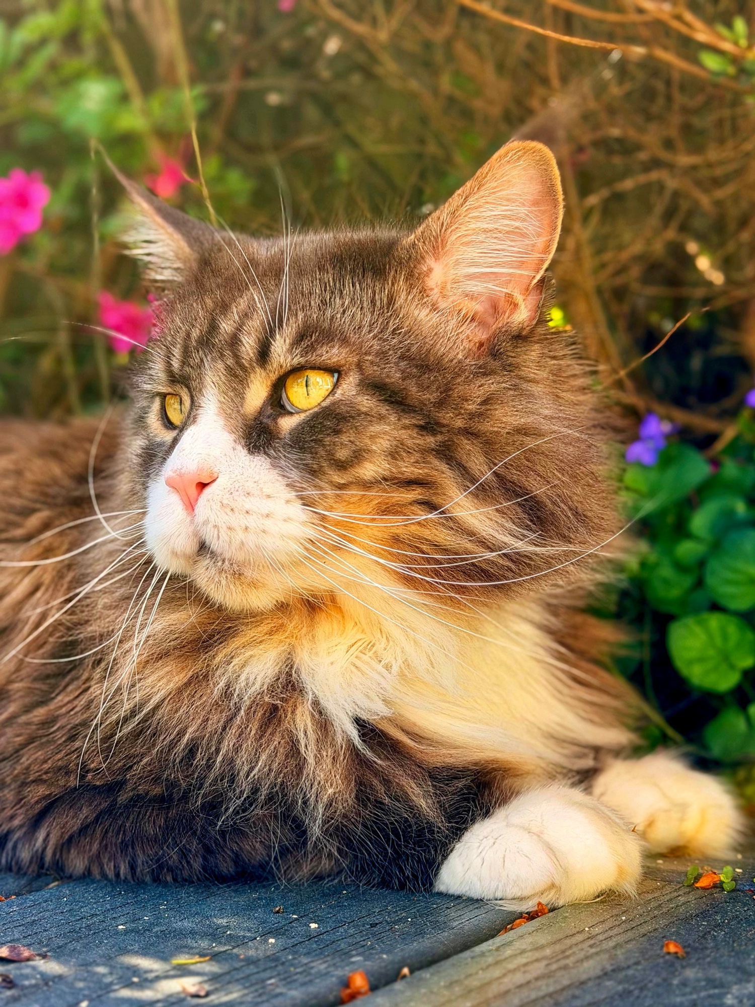 Simba, deux ans d’une seconde vie